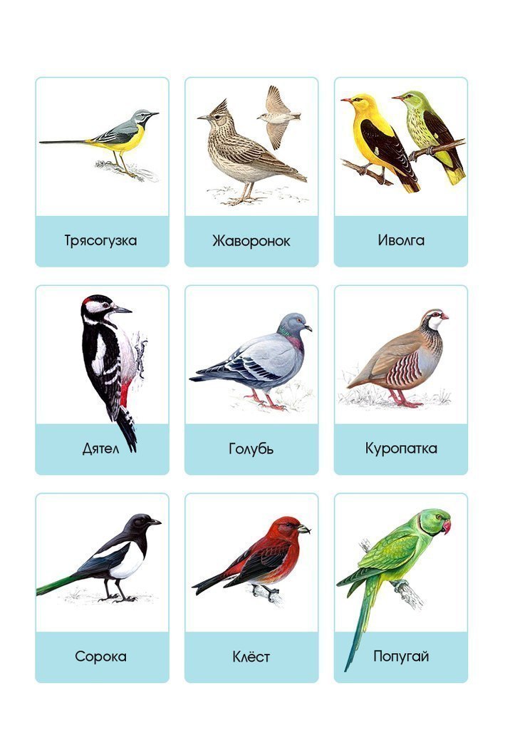 Все Птицы Фото И Названия